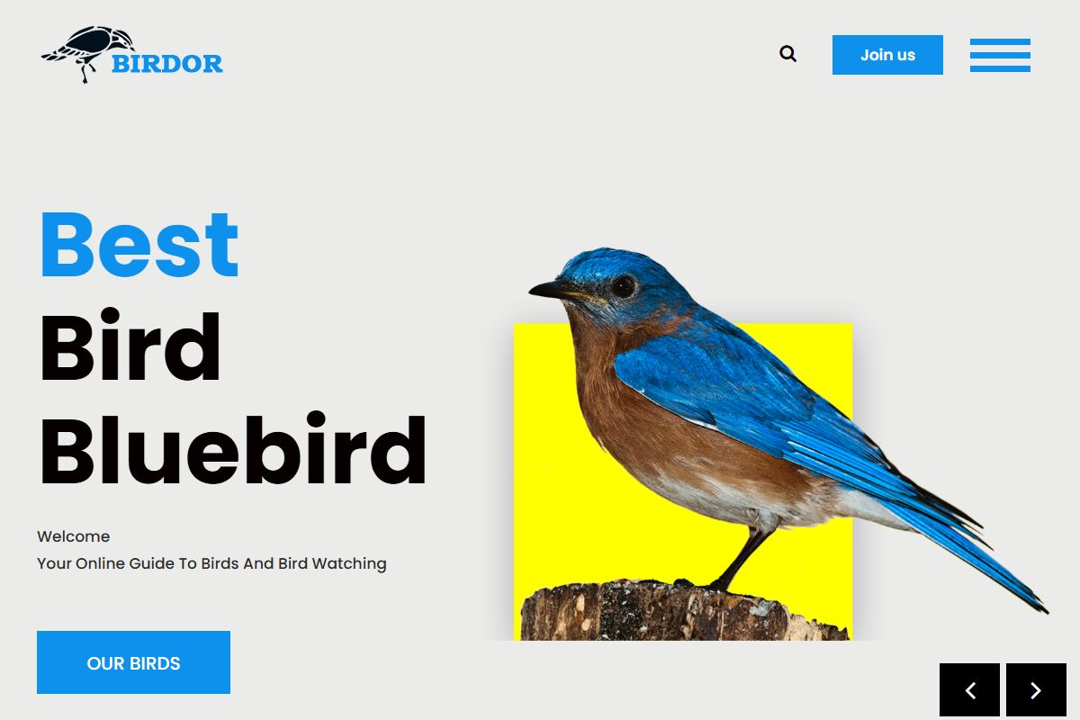 Best Bird Bluebird